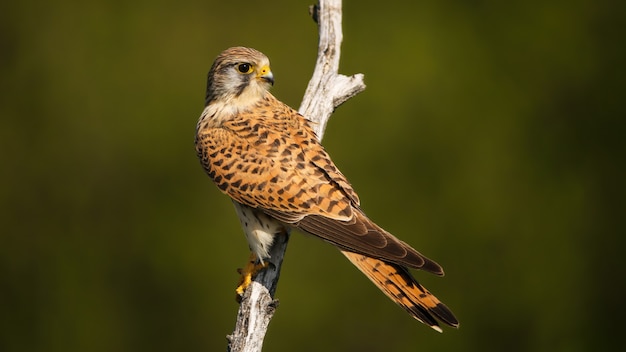 Premium Photo | Common kestrel with dark stripes on brown feathers ...