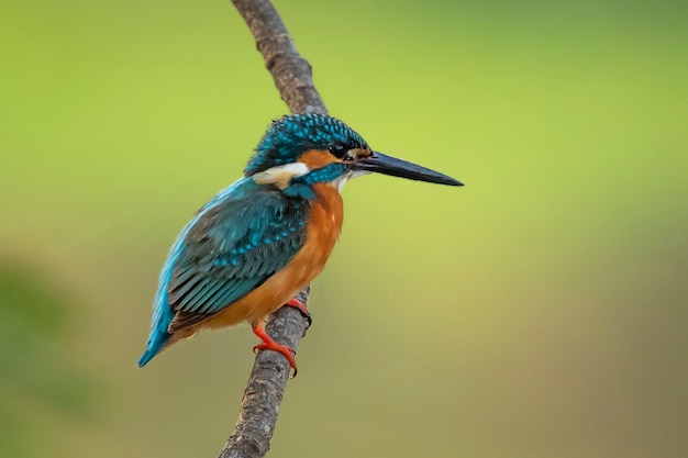 common-kingfisher-alcedo-atthis-perched-branch-bird-animals_132416-596.jpg