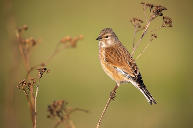 Premium Photo | Common linnet female sitting on thin dry plant in ...