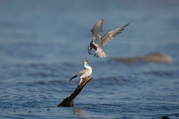 Premium Photo | The common male tern takes care of the female