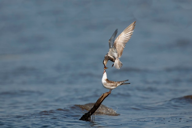 Premium Photo | The common male tern takes care of the female