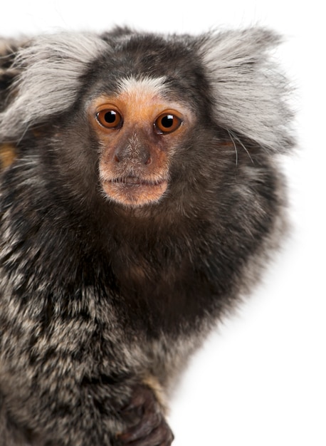 Premium Photo | Common marmoset, callithrix jacchus ion white isolated