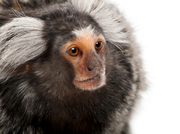 Premium Photo | Common marmoset, callithrix jacchus ion white isolated