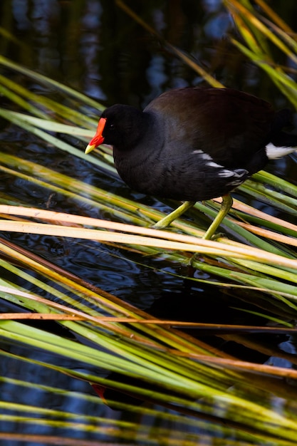 Premium Photo | Common moorhen in natural habitat on south padre island ...