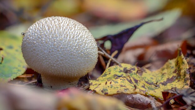 Premium Photo Common Puffball Mushroom Lycoperdon Perlatum