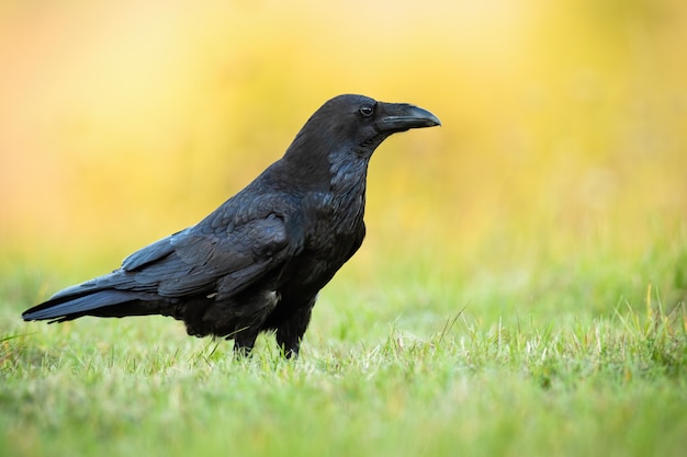 Premium Photo | Common raven sitting on the ground in autumn nature at ...