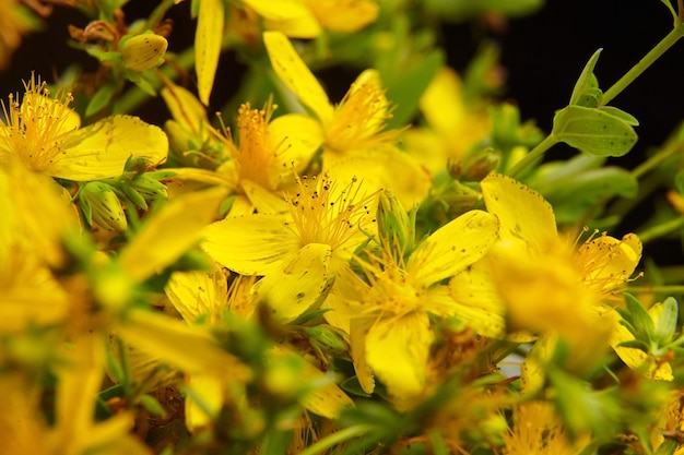 Premium Photo | Common saint johns wort plant flowers