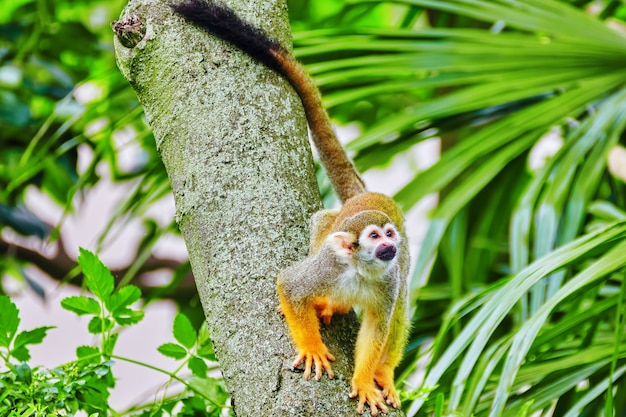 野生の自然の生息地で一般的なリスの猿 プレミアム写真