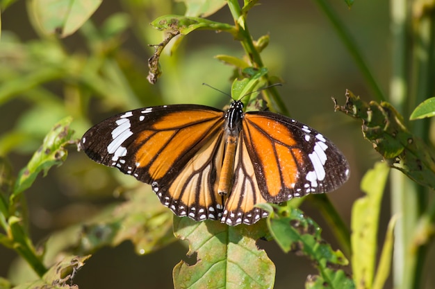 Premium Photo | Common tiger butterfly