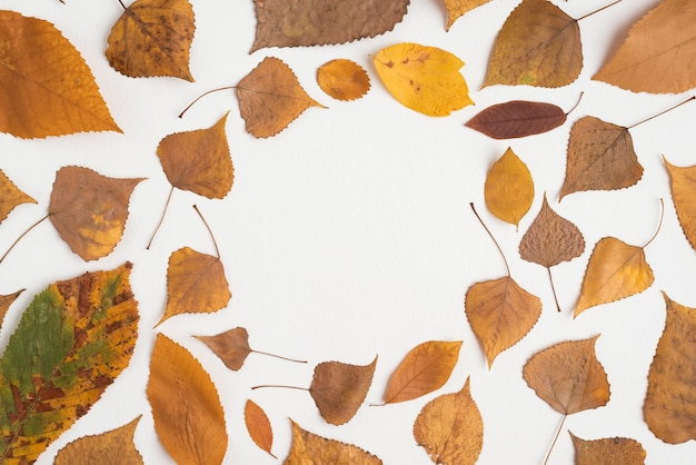Composition of autumn leaves forming circle | Free Photo