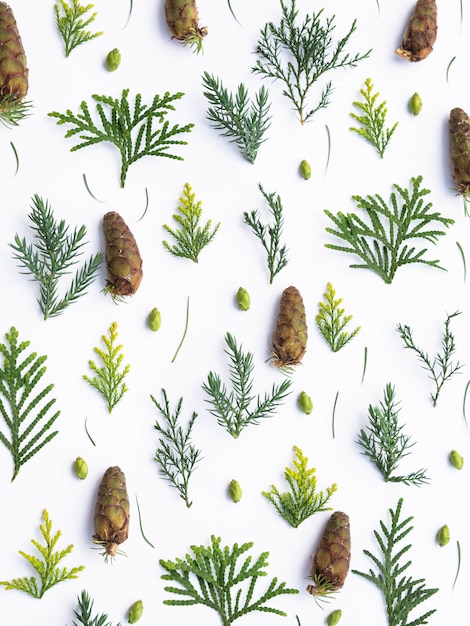 Composition of various coniferous branches, cones, needles with larch on white Premium Photo