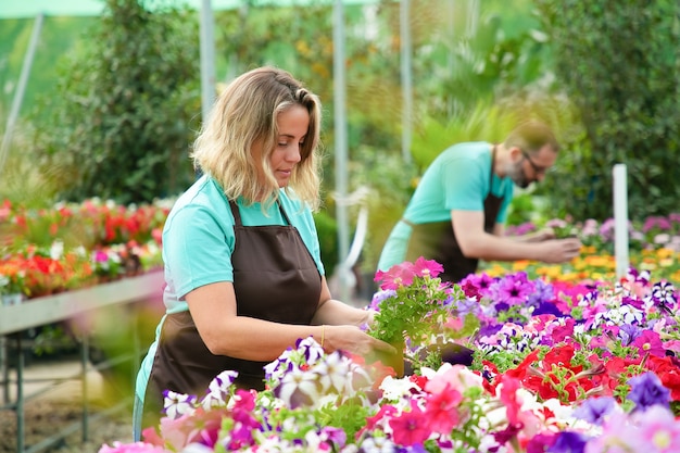 温室の鉢植えの花を扱う集中女性 庭に咲く植物の世話をするエプロンのプロの庭師 セレクティブフォーカス ガーデニング活動と夏のコンセプト 無料の写真