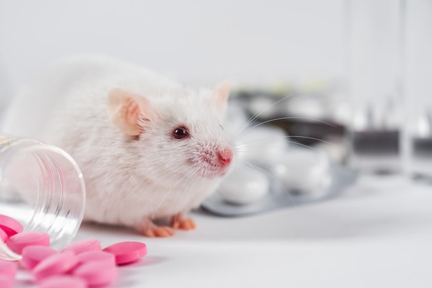 マウスや実験動物で新薬や化粧品をテストするという概念 プレミアム写真