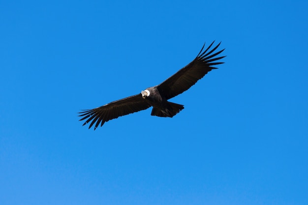 condor flight