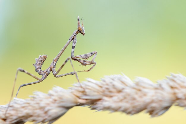 コーンヘッドカマキリ Empusa Pennata ニンファ プレミアム写真