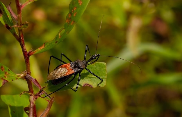 Premium Photo | A conenose or kissing bug triatoma sp on a cajuput leaf