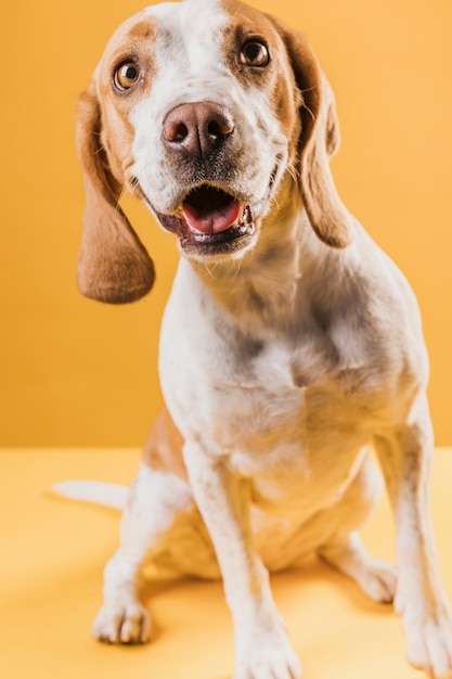 写真家を見て混乱している犬 無料の写真