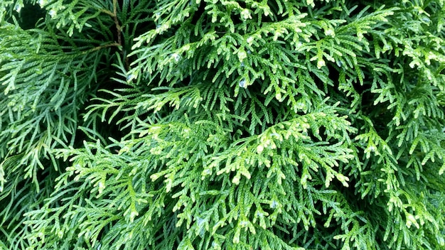 針葉樹のテクスチャ Thuja葉クローズアップ緑の自然水平写真 プレミアム写真