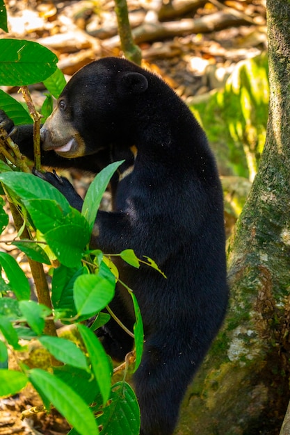 Premium Photo Conservation Animals Malay Bears Sandakan Sabah Borneo Malaysia