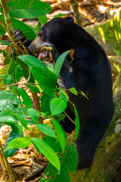 Premium Photo | Conservation animals, malay bears, sandakan, sabah ...