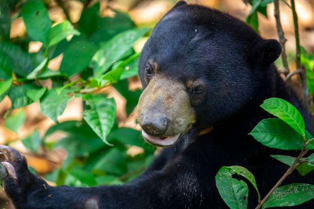 Premium Photo | Conservation animals, malay bears, sandakan, sabah ...