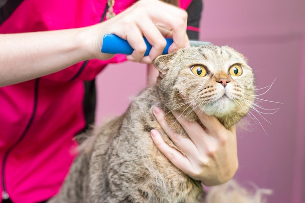 Premium Photo Contented Cat In The Pet Salon Grooming Cats In A Pet