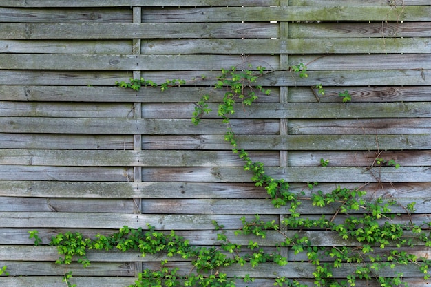 Cool background of a plank wood fence with green plants Free Photo