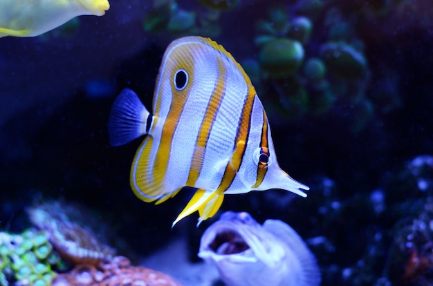 Premium Photo | Copperband butterflyfish, chelmon rostratus, coral reef ...