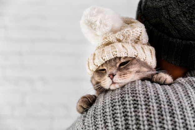 冬のコピースペースかわいい猫wearinf毛皮キャップ 無料の写真