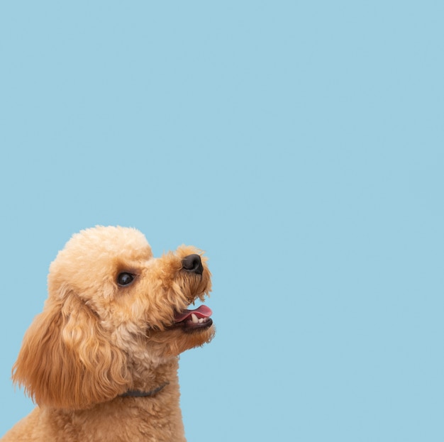 cute dog with copy space cute dog with copy space