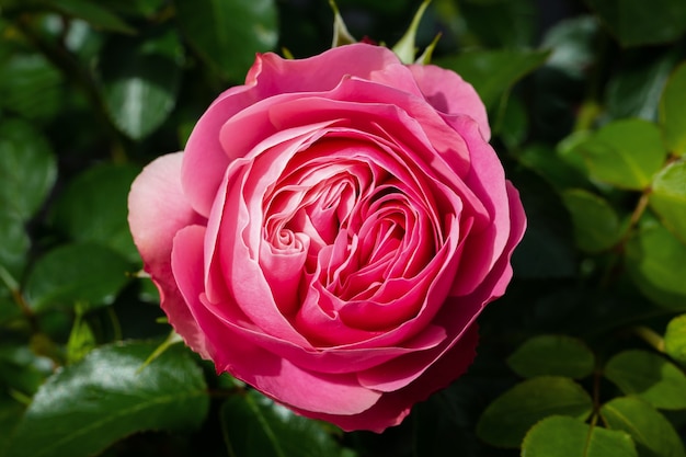 Premium Photo | Coral pink rose flower in roses garden