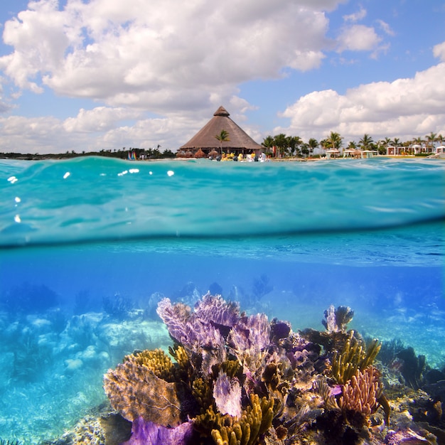 cancun coral