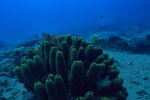 Premium Photo | Coral reef underwater / lagoon with corals, underwater ...