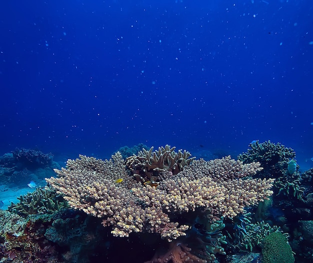 Premium Photo | Coral reef underwater / lagoon with corals, underwater ...