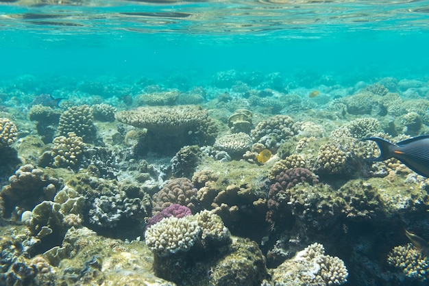 Premium Photo | Coral reefs on the bottom of red sea, egypt