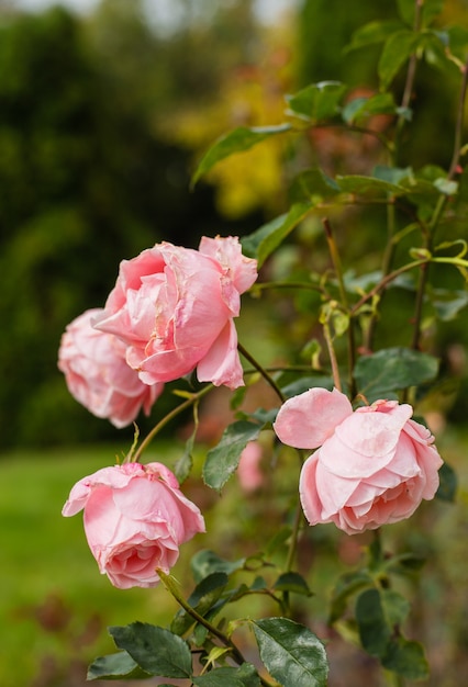 Premium Photo | Coral rose flower in roses garden.