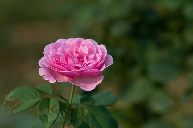 Premium Photo | Coral rose flower in roses garden