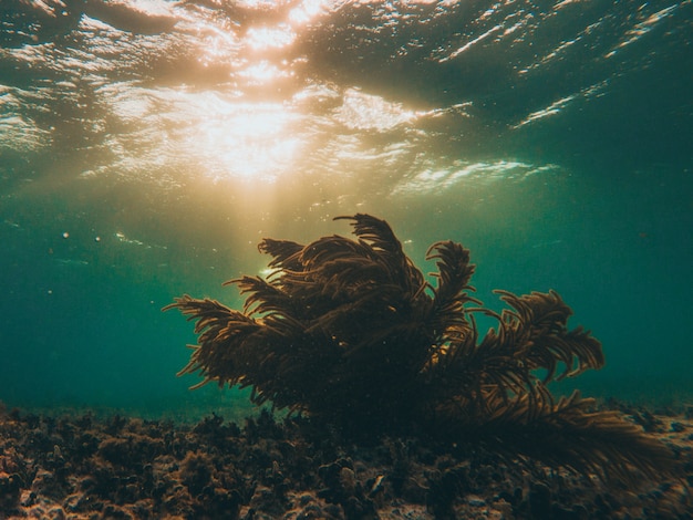 Premium Photo Coral Underwater With Sunset