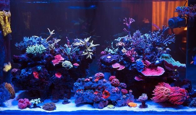 Corals in a marine aquarium. | Premium Photo