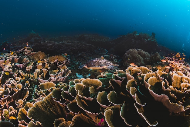 Corals and sponges around a thriving tropical coral reef Free Photo