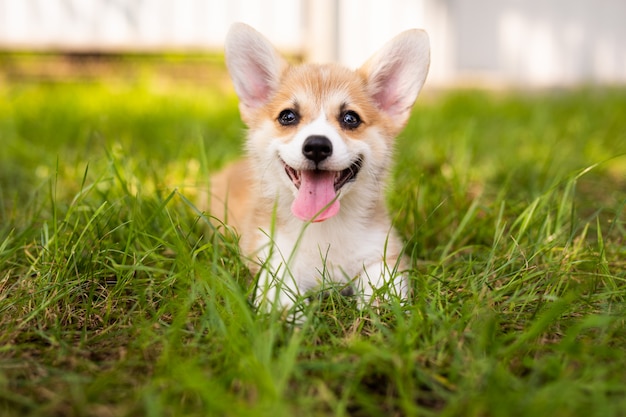 コーギーの赤ちゃん犬は誰かを待つ プレミアム写真