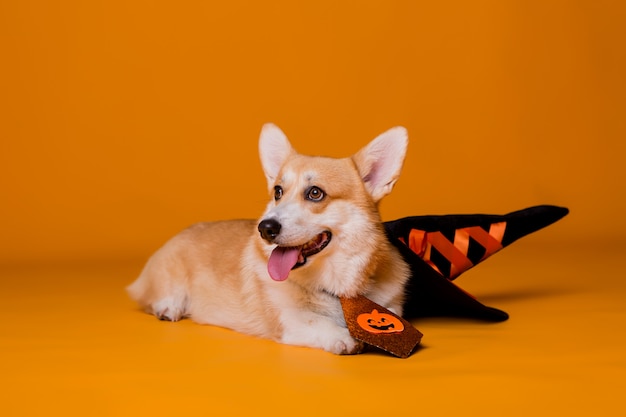 Premium Photo | Corgi dog in halloween costume