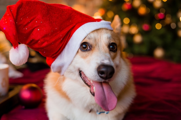 Premium Photo | Corgi dog in santa hat lying on bed at home