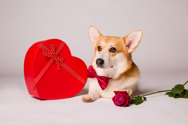 Premium Photo | Corgi dog with a red heart-shaped gift box and a red ...