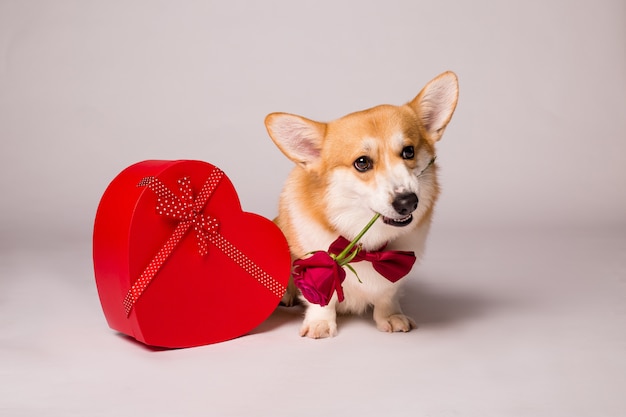 Premium Photo | Corgi dog with a red heart-shaped gift box and a red ...