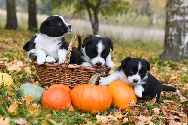 Premium Photo Corgi Puppies Dogs With Pumpkins