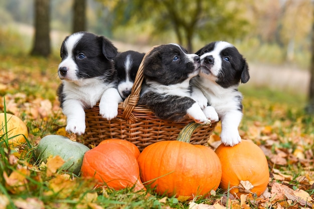 Premium Photo | Corgi puppies with pumpkins in nature