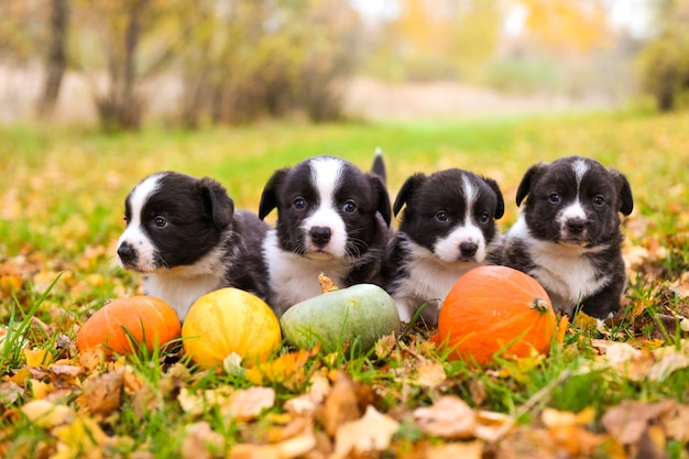 Premium Photo | Corgi puppies with pumpkins in nature