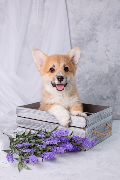 ラベンダーの花と灰色の背景にコーギー子犬 プレミアム写真