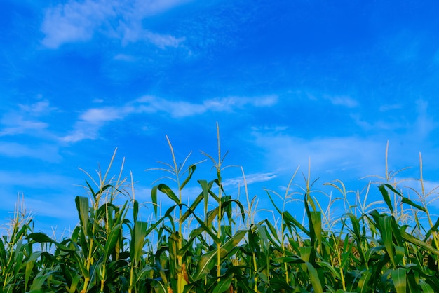 Premium Photo Corn Field In Clear Day Corn Tree With Blue Cloudy Sky